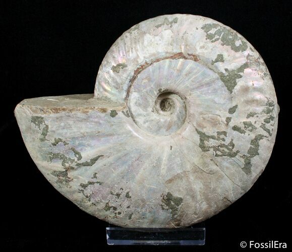Inch Silver Iridescent Ammonite From Madagascar #2914